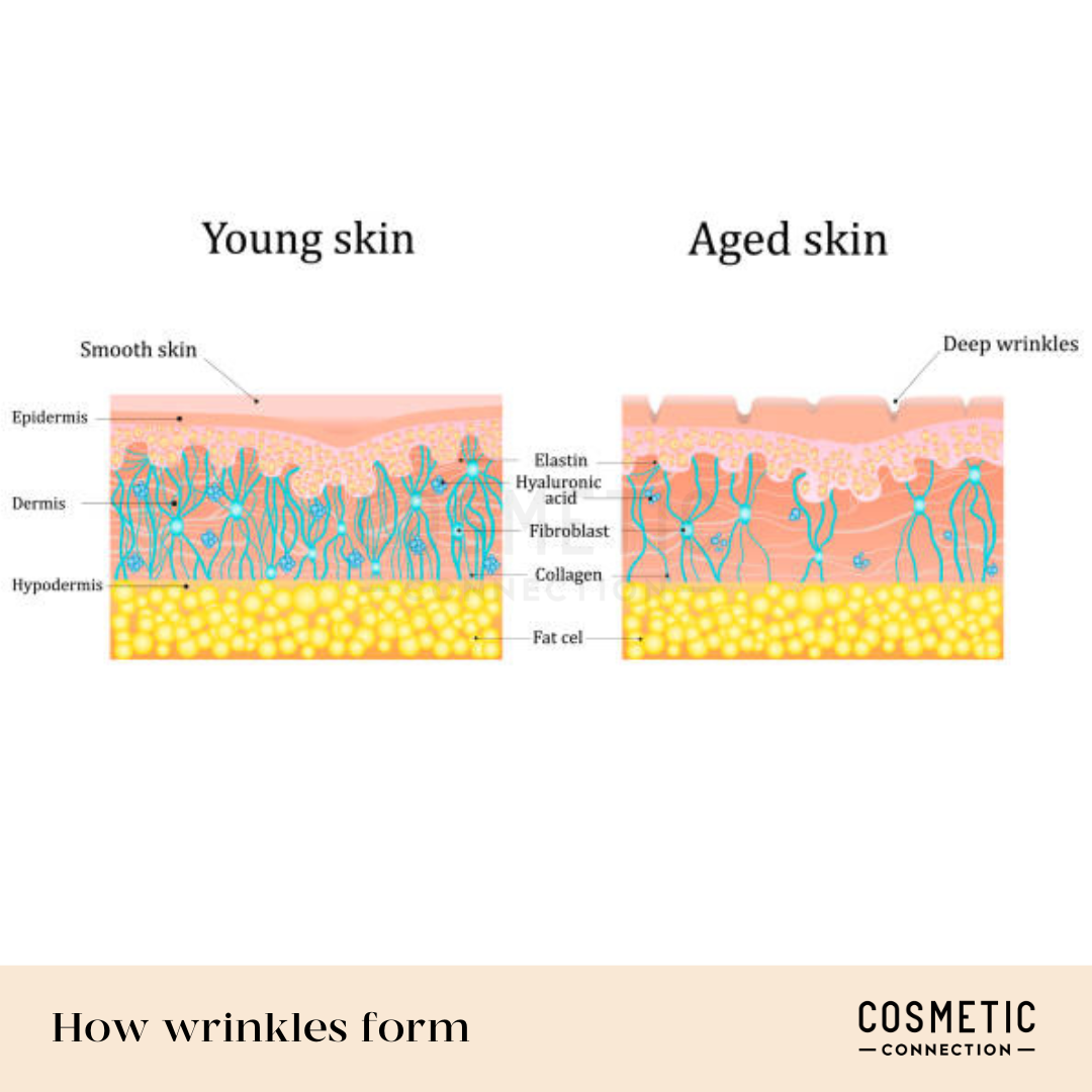 Illustration comparing young and aged skin layers. Young skin shows smooth epidermis, while aged skin shows deep wrinkles. Labeled layers include epidermis, dermis, and hypodermis, with elements like collagen and elastin depicted.