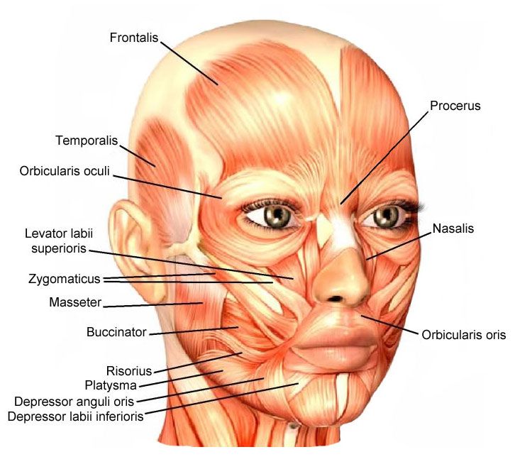 Illustration of the human facial muscular system with labels. Muscles such as frontalis, orbicularis oculi, zygomaticus, and orbicularis oris are marked, showing their locations and connections on the face.